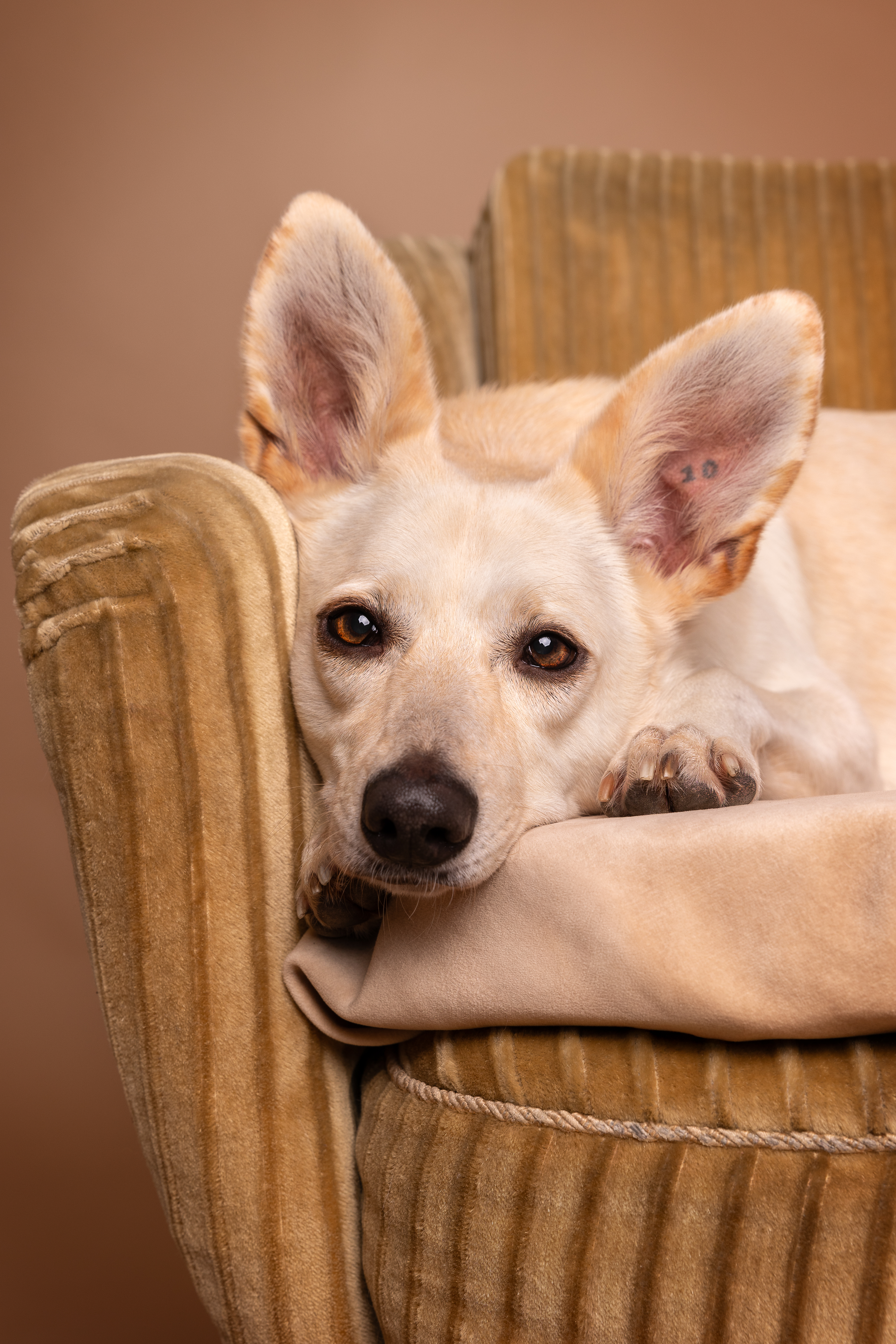 Tierphysiotherapie Sprogis